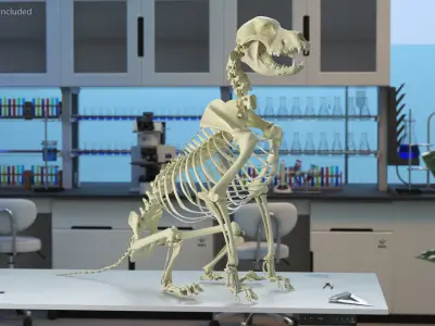  Dog Skeleton Anatomy Rigged for Maya 