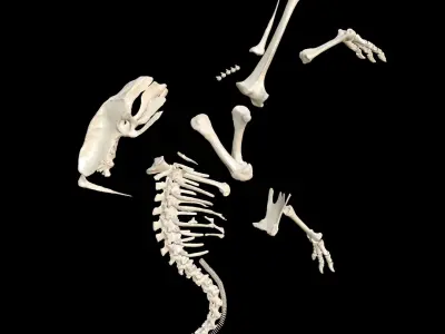  MOA Little Bush Moa Skeleton 