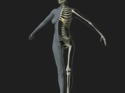 Female Skeleton with Skin 3D model