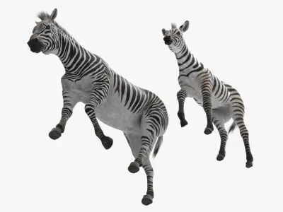  Zebra Mother and Foal Fur 