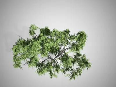 Honey Mesquite Tree Low-poly 3D model
