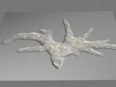 Amoeba 3D model