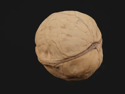 Walnut  3D model