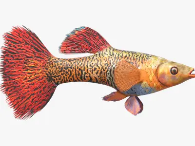  Aquarium Fish Collection 2 