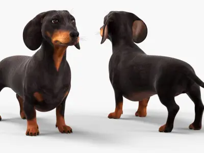  Small Dogs Rigged for Cinema 4D Collection 4 