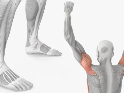  Male Muscular System Big Collection 