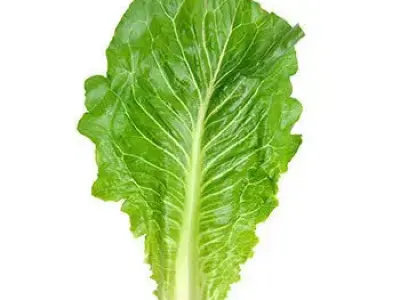 3D modeling vegetable lettuce  Low-poly 3D model