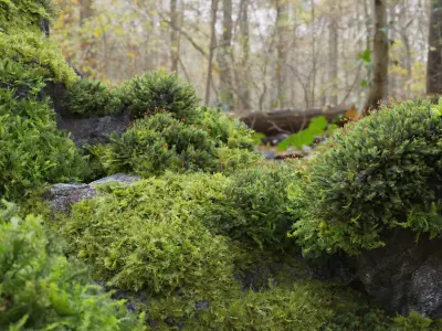  Moss 7 Species and Stones - PBR Asset Kit 