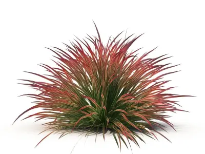Cherry sparkler fountain grass 3D model