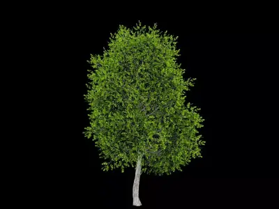 Realistic Tree Low-poly 3D model