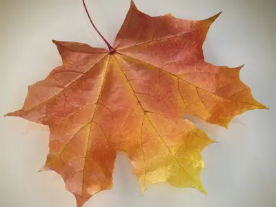  Collection of Autumn leaves 