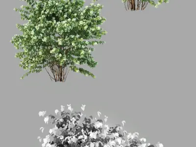 Philadelphus Coronarius Nr3 Three sizes - More blossom 3D model