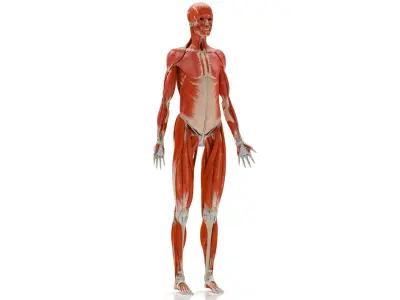 Human Musculoskeletal System 3D model