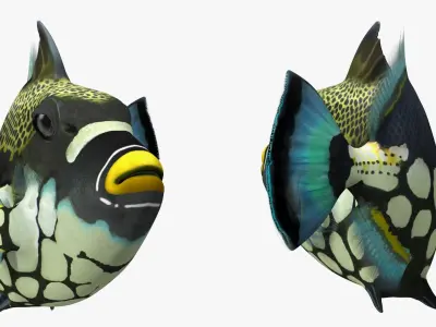  Coral Fish Rigged Collection 2 