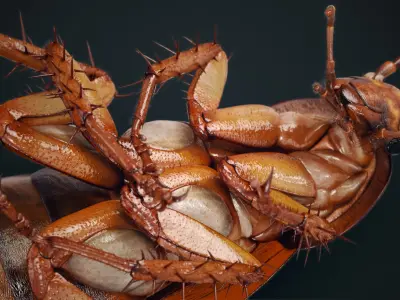  Cockroach American Animated (FUR) 