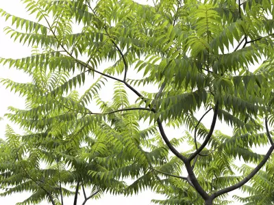 Rhus Typhina 02 3D model