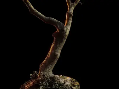 Treebark06scan dead tree 3D model