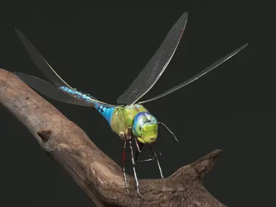  Dragonfly Idle Fur Animated Rigged For Maya 