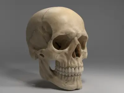  Realistic Human Skull 