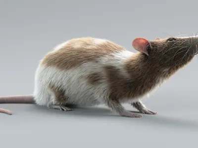  Decorative Rat Rigged Xgen 