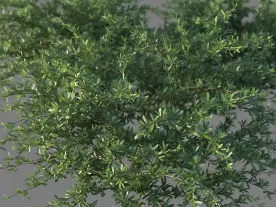 XfrogPlants Beach Creeper - Ernodea Littoralis  3D model