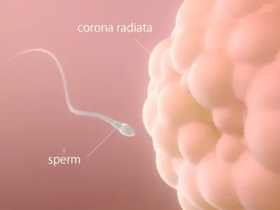  Human Egg to Fetus Animated 