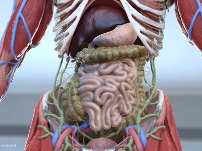  Male Full Body Anatomy 