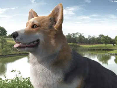  Tricolor Welsh Corgi Pembroke Sitting Pose Fur for Cinema 4D 