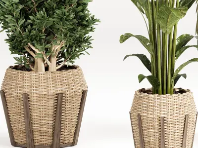 Indoor plant set with plant tree rattan wooden vase 3D model