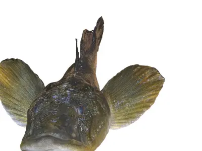  HAZEKUCHI GIANT GOBY ACANTHOGOBIUS 