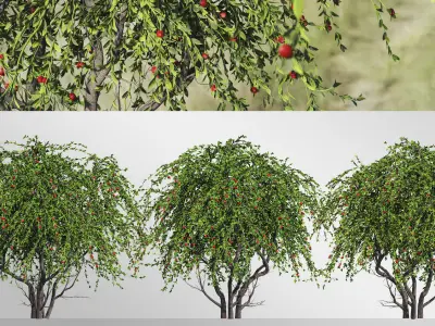 2 Cotoneaster Salicifolius  plant  3D model