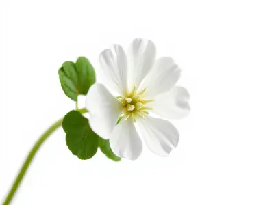 White Clover Plant Nature Realistic Textures model pack Low-poly 3D model