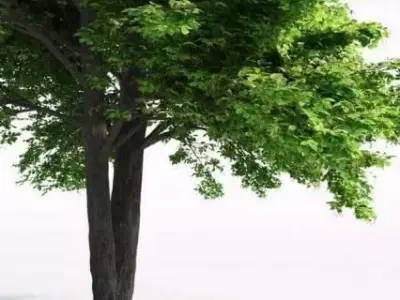 Realistic Deciduous Tree for Environment Design 3D model