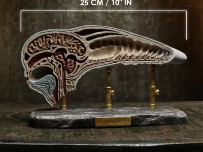 Alien covenant - Dissected neomorph head - Davids Lab  3D print model