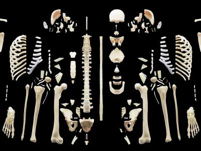  Human Male Body Skeleton and Ligaments Static 