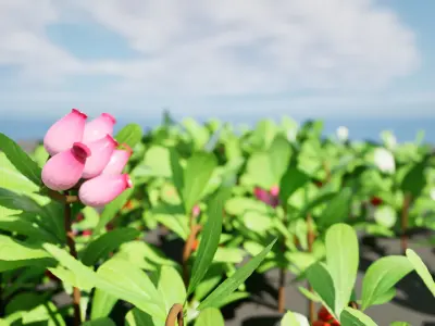 Arctostaphylos Massachusetts Hybrid plants Free 3D model