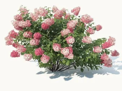 Hydrangea Paniculata Nr2 - Red Diamond- 4 Sizes 3D model