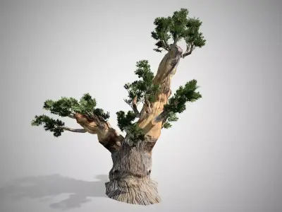Bristlecone Pine Tree LODs Low-poly 3D model