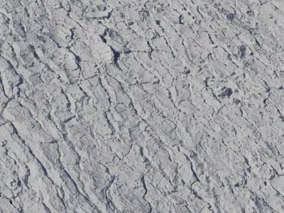 Pine Tree Bark  Texture