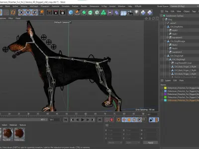  Doberman Pinscher Fur for Cinema 4D Rigged 