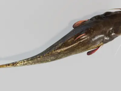  Catfish animated 