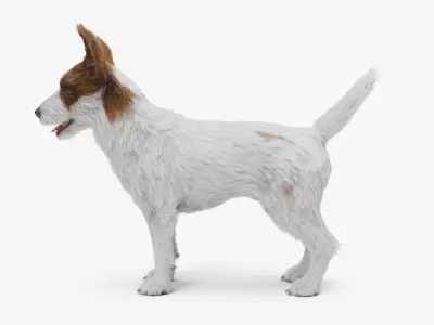  Jack Russell Terrier 