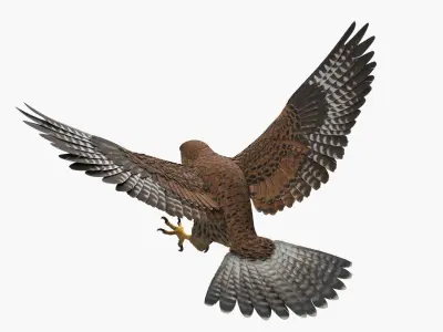  Falcon Bird Attack Pose Brown 