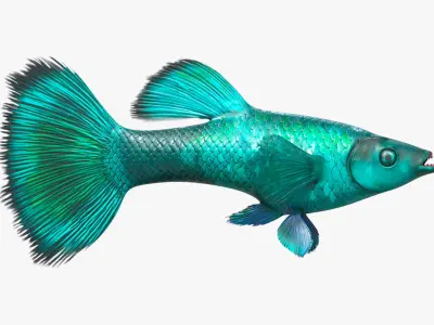  Freshwater Fish Collection 2 