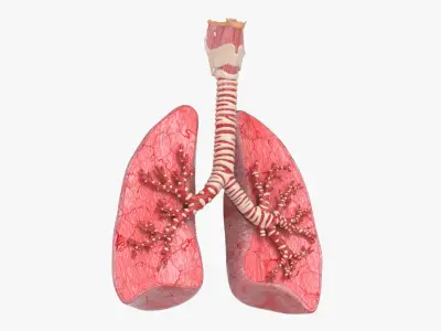  Trachea Lungs Bronchial Tree 