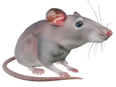 Rat rat rat 3D model