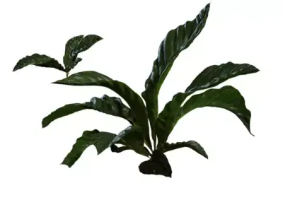 Tropical Broadleaf Ground Plant Pack  Low-poly 3D model