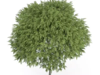 Staghorn Sumac Tree Rhus typhina 3D model