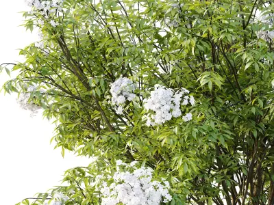 Sambucus nigra Tree 05 3D model