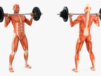  Anatomy Male Muscular System Shoulder Press Animated Rigged 